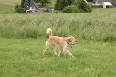 Apportieren