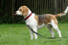 Beagle-Zunge