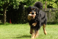 Gordon