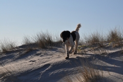 Soffi-am-Strand-Apport